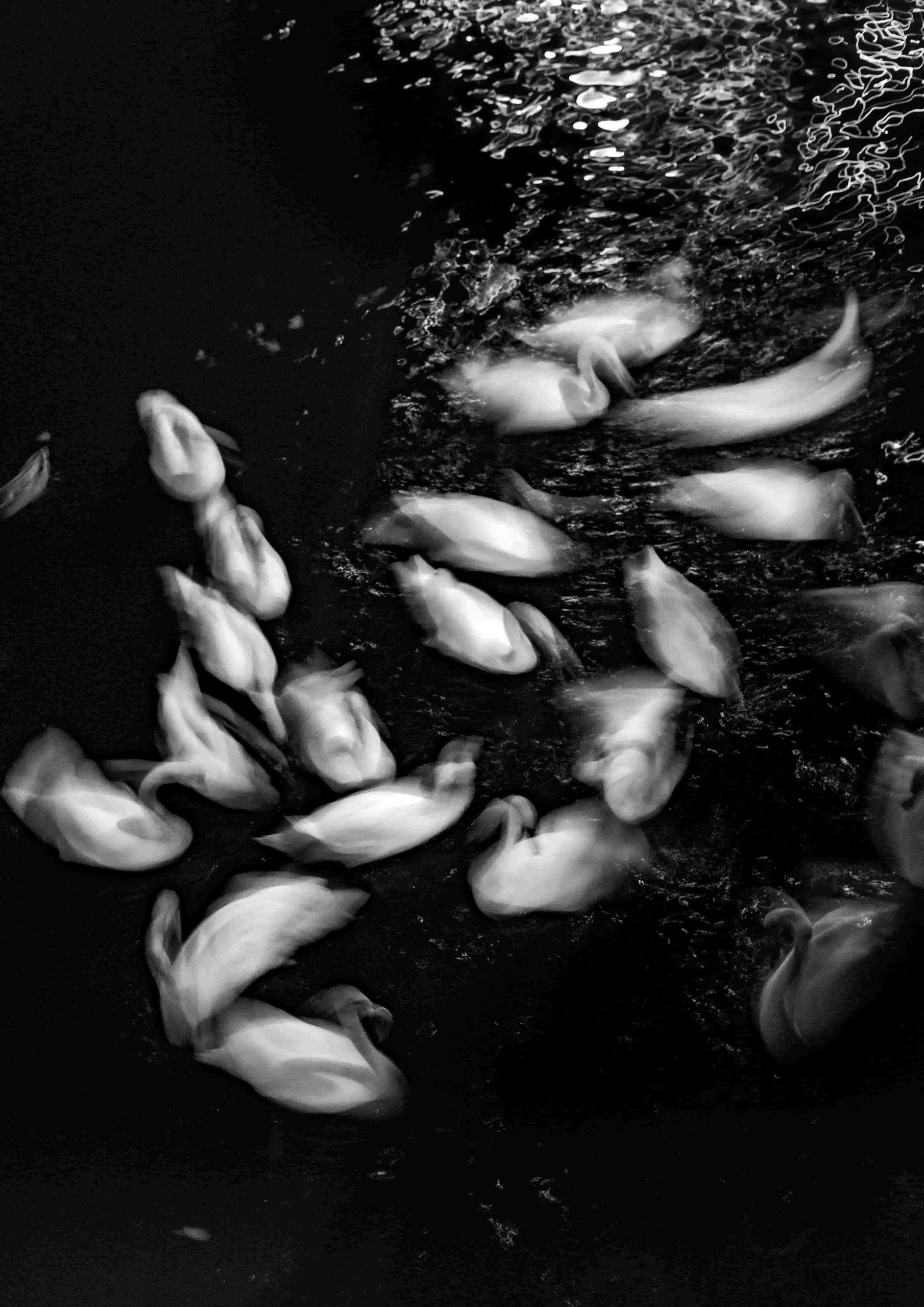 swans